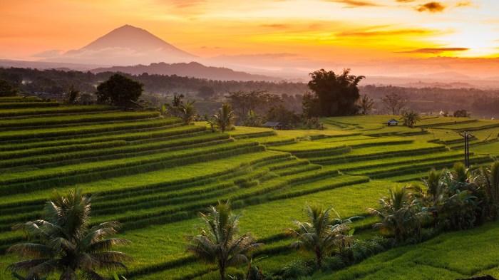 Jatiluwih rice terraces