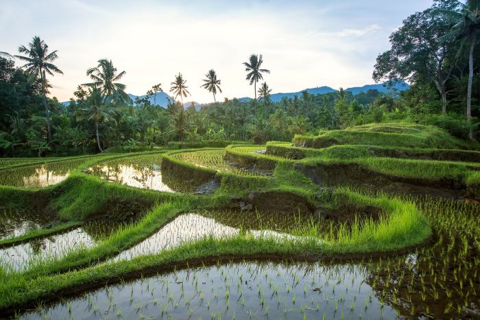 Rice indonesia terraces jatiluwih bali authentic natural