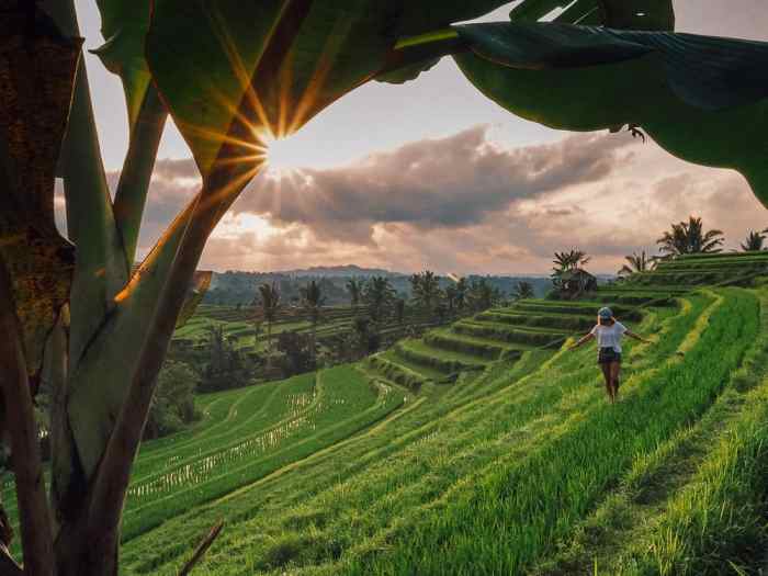 Jatiluwih rice terraces bali crops farmers harvesting maybe their first