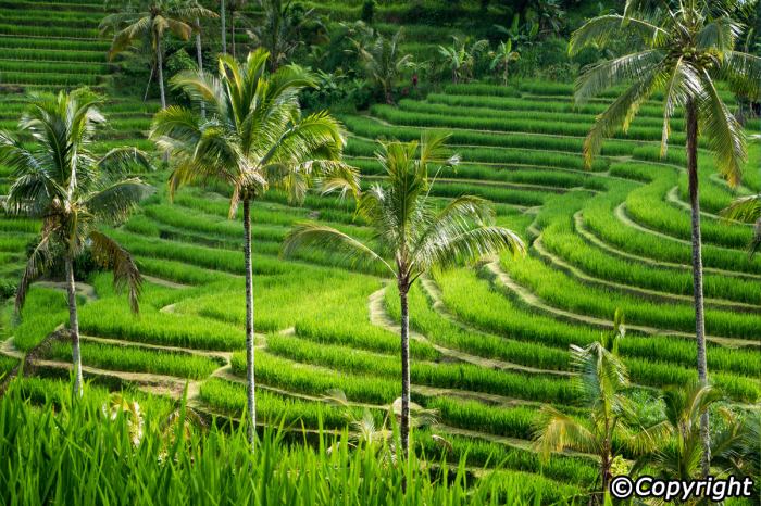 Jatiluwih terrace trekking